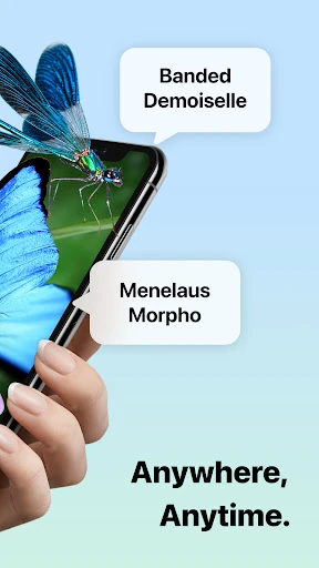 Picture Insect: Bug Identifier — 2