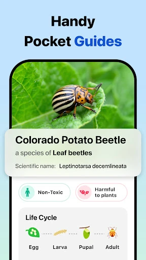 Picture Insect: Bug Identifier — 5